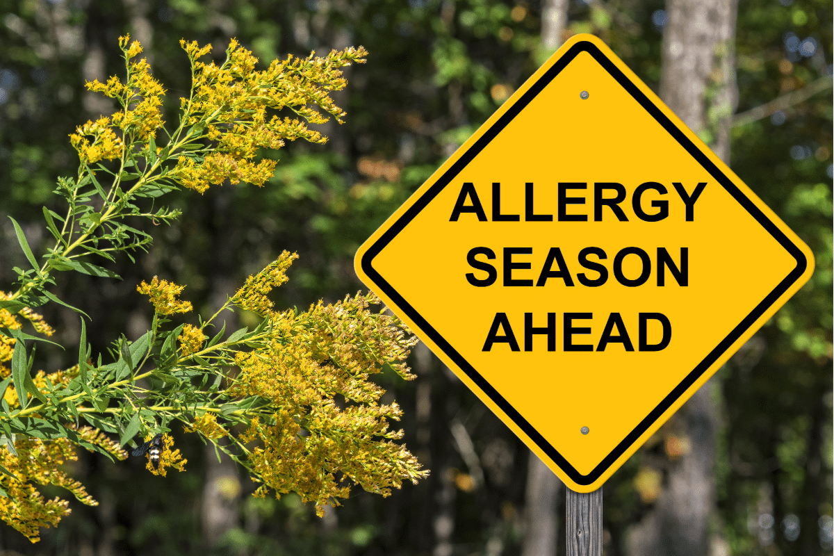 A yellow diamond road-sign-style graphic reading 'Allergy Season Ahead' next to blooming ragweed plants.